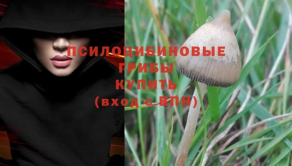 прущие грибы Алзамай